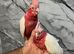Ready Now Baby Handreared Friendly Super Tame Cuddly Lutino Galah Cockatoo