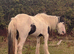 13.2 pied cob mare 3 years old