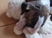 Bullterrier pups
