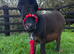 Handsome Miniature Mediterranean Colt