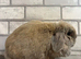 Mini lop Blue Tort Girl