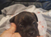 Six weeks old stagitable , terriers , blackenburnal and black boy