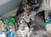Marbel brown/dark female kitten