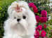 Miniature Korean maltese stud