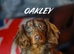 Oakley !!