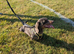 Smooth hair dachshund girl