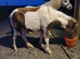 Gorgeous filly for sale