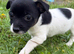 Miniature Jack Russell’s