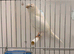 White Lancashire male canary