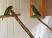 Moustache parrots