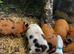 Beautiful kunekune piglets
