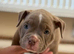 ABKC stunning chunky pocket pups