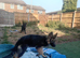 Female Longhaired German shepherd