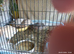 Available small / standard size Coturnix Quail Group 2 x boys and 4 hens £29 the group 6 birds
