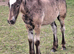 Dark Bay traditional colt foal