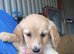 Labrador puppies