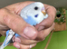 Baby budgies for sale