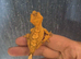 baby Crested gecko full setup