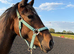 Minimally marked Filly