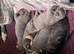 Stunning Pedigree Whippet Puppies