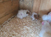 Baby female guinea pigs