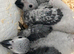 African Grey Baby