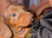 Beautiful Smooth-Haired Dachshund Puppies | females and males; Chocolate, Chocolate Dapple & Isabella Dapple | Ready Now