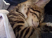 X2 bengal 16 wks x1 m x1 f