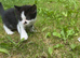 Kittens ready to leave now&hellip;!!!