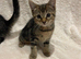 Beautiful Fluffy Kittens *READY NOW*