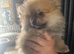 Tiny pomeranians