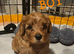 6 beautiful cavapoo puppies