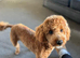 Lovely cockapoo