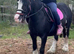 For sale Maya 12.2hh 6yo cob mare