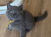 British shorthair pedigree kittens, blues age 9 weeks ready now
