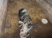Two year-old lovely temperament kunekune bore