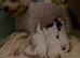 Stunning little cavapoo puppy