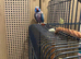 Young blue ring neck