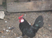 Black Minorca Bantam