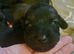 F1 beautiful sprocker puppies