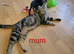 4 beautiful 8 wks old ready to go  kittens