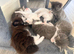 7 kittens 4 girls 3 boys 5 weeks old