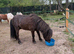 Beautiful mini Shetland stallion