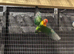 Green adult lovebirds