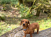 Rehome
