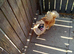 Toy chihuahua cross yourkshire terrier