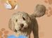 Pure Australian labradoodle male fox red