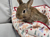 Adorable Baby Rabbits for Sale - Beautiful Colours