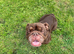 English bulldog