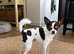 Charlie the chihuahua